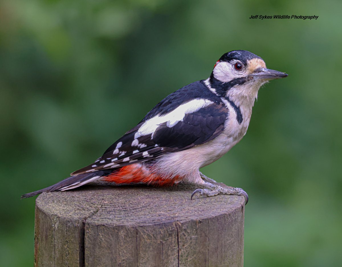 Greater Spotted Woodpecker, <a href="/WWTworldwide/">WWT</a> Martin Mere.