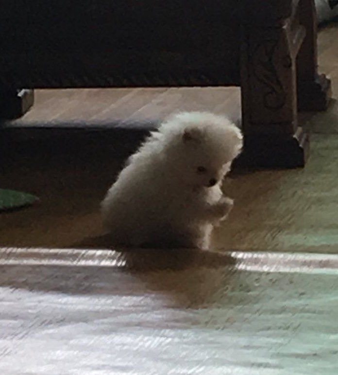 런쥔이 말하다가 자기 손바닥 젤리 구경하는데🐾