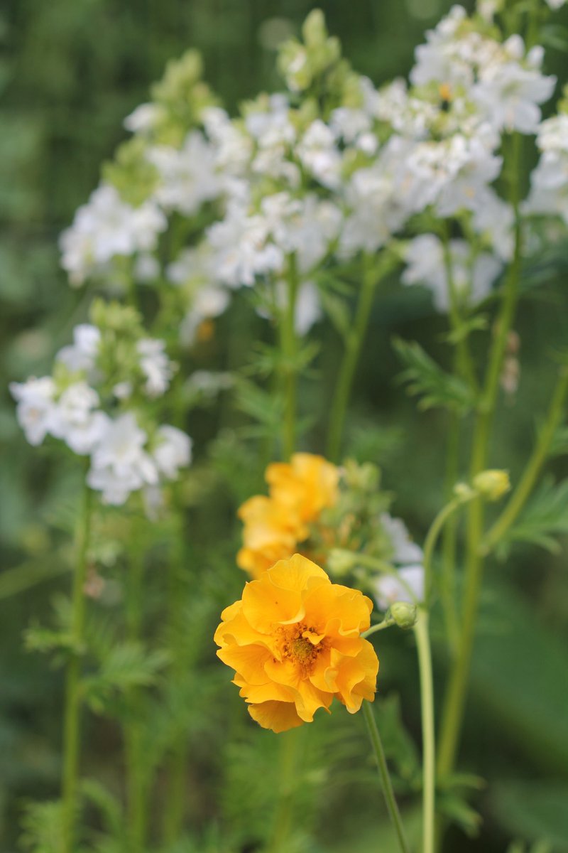 jannibele's tweet photo. #Geum ‘Lady Stratheden’ for #SundayYellow https://t.co/BsPAX52W8i