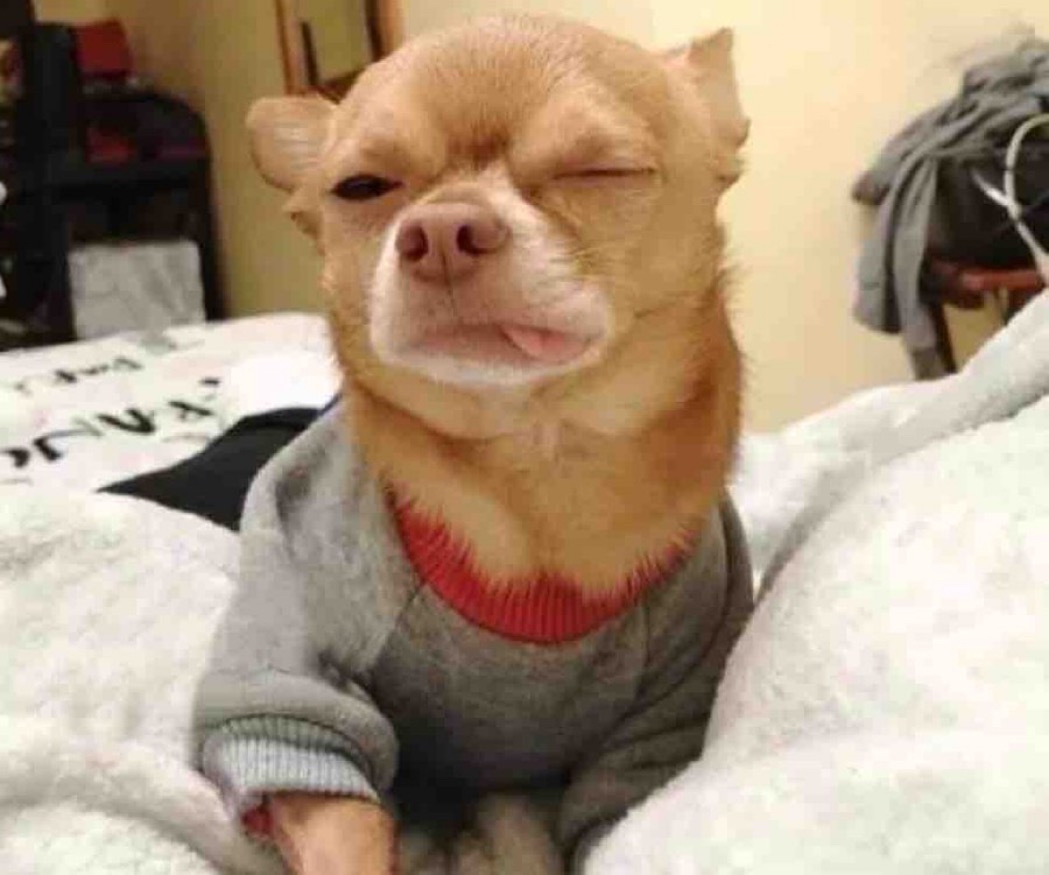 “El domingo ahora sí me voy a levantar súper tarde”

Yo el domingo a las 7:00 am: