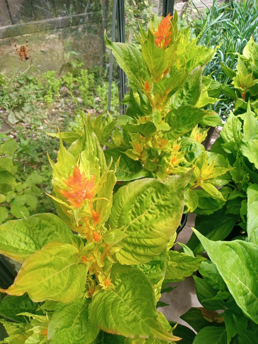 Celosia plumosa starting to flower in the greenhouse