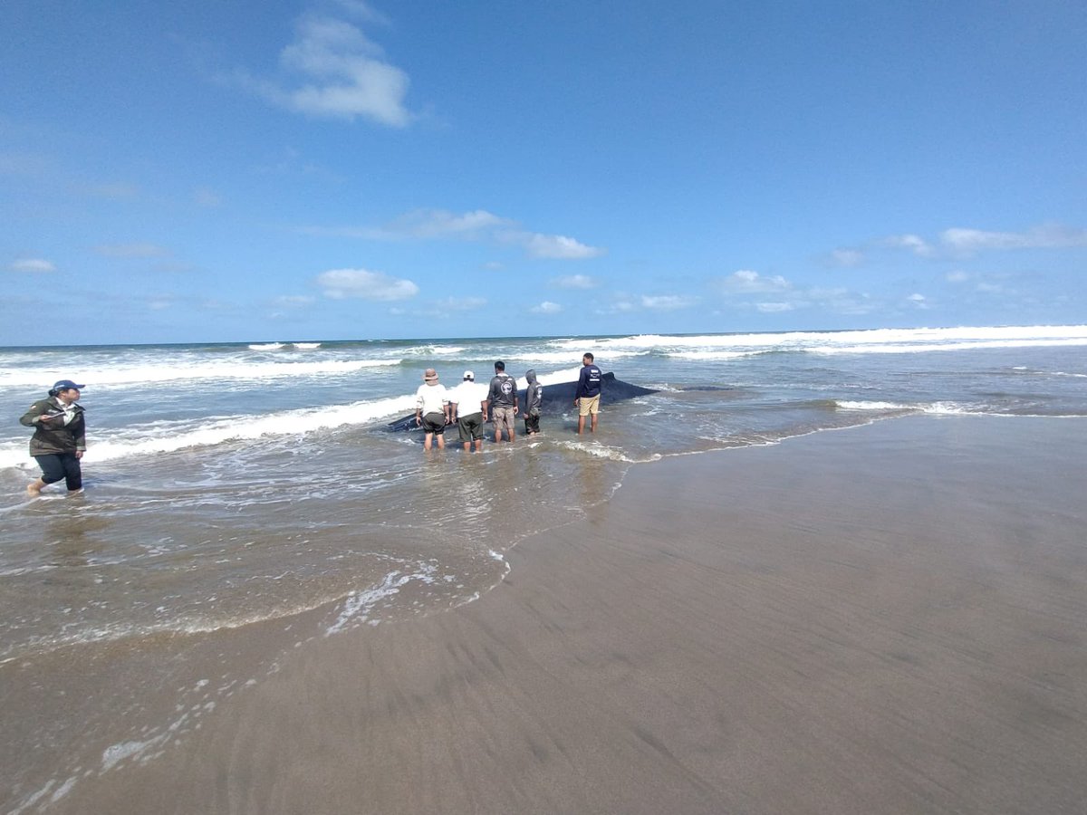 Maria Luisa Cruz Riofrio (@maluisacruzriof) on Twitter photo Técnicos de <a href="/Ambiente_Ec/">Min. de Ambiente, Agua y Transición Ecológica</a> realizan maniobras asistidas por la marea, con el objetivo de reposicionar a la ballena varada en Playas Villamil. Contamos con apoyo logístico de <a href="/armada_ecuador/">Armada del Ecuador</a> para fortalecer la respuesta ante esta emergencia. Activados todos los protocolos. Técnicos de <a href="/Ambiente_Ec/">Min. de Ambiente, Agua y Transición Ecológica</a> realizan maniobras asistidas por la marea, con el objetivo de reposicionar a la ballena varada en Playas Villamil. Contamos con apoyo logístico de <a href="/armada_ecuador/">Armada del Ecuador</a> para fortalecer la respuesta ante esta emergencia. Activados todos los protocolos.