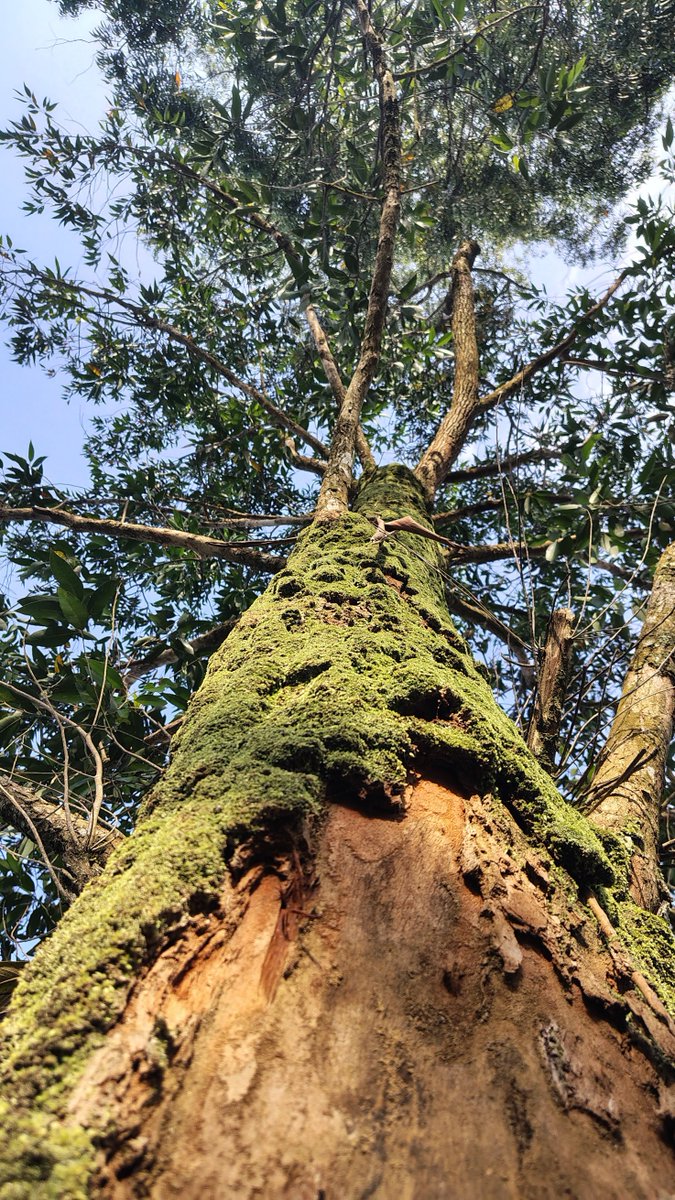 Punya Lakmini (@dpunlakmini) on Twitter photo You’re not too late to experience the magic of <a href="/thepekoetrail/">The Pekoe Trail</a> 🍃👣🌲🌻
Every step is a reminder of how stunning Sri Lanka truly is.
📸 Few snapshots from my recent hike 👇
#TravelSriLanka #HikingLife #NatureLovers #NatureExplore #SriLankaHikes #TeaTrails #Wanderlust You’re not too late to experience the magic of <a href="/thepekoetrail/">The Pekoe Trail</a> 🍃👣🌲🌻
Every step is a reminder of how stunning Sri Lanka truly is.
📸 Few snapshots from my recent hike 👇
#TravelSriLanka #HikingLife #NatureLovers #NatureExplore #SriLankaHikes #TeaTrails #Wanderlust
