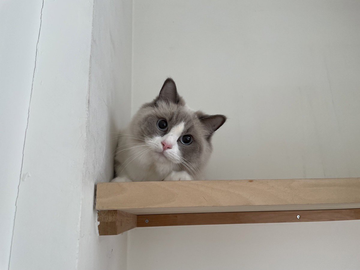 いっぱいのいのちゃん