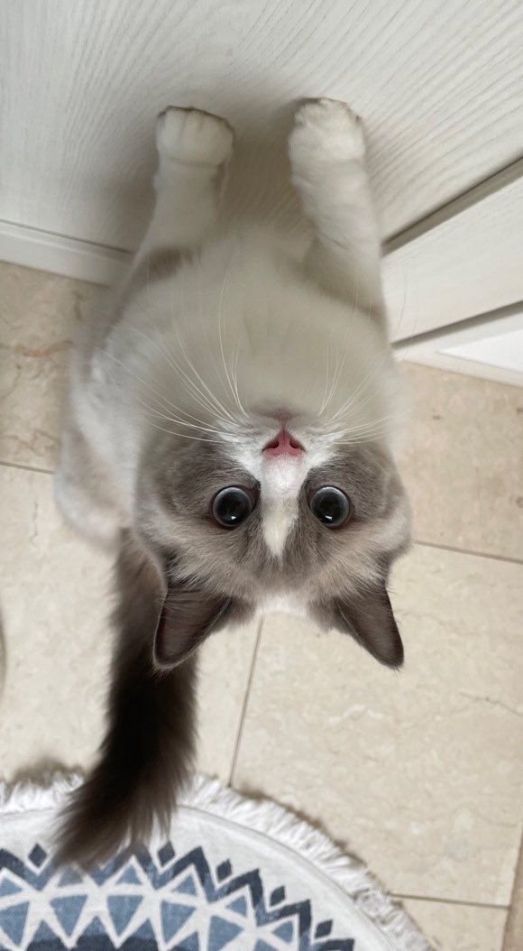 いっぱいのいのちゃん