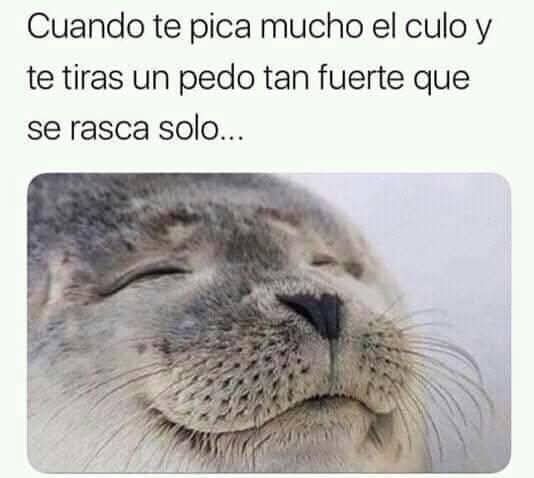 El Meme (@memessv7) on Twitter photo 