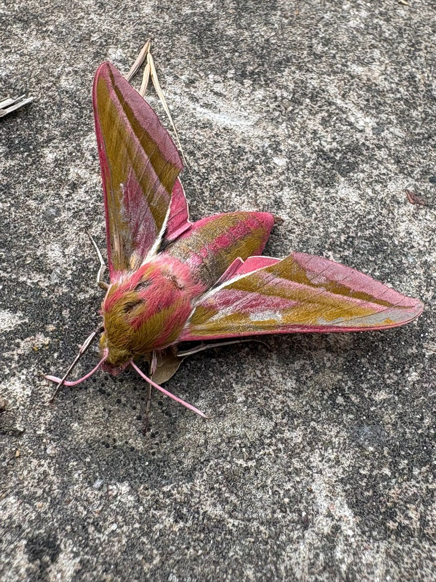 This fella/fellette just appeared outside our house. Anyone know what it is? Thought elephant hawk moth but never seen one this colour.