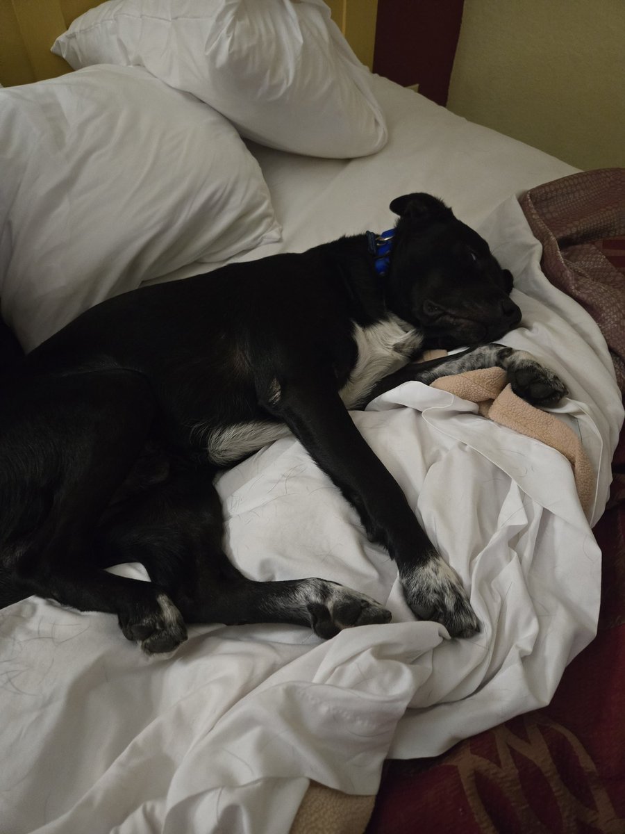 We are still traveling. Due to road closures, flooding, and bad weather, we decided to stop for night. We are about 6-1/2 from home. This boy is a dream! House trained, rides well in a car,  good with kids, and quiet! We are wondering if he barks.