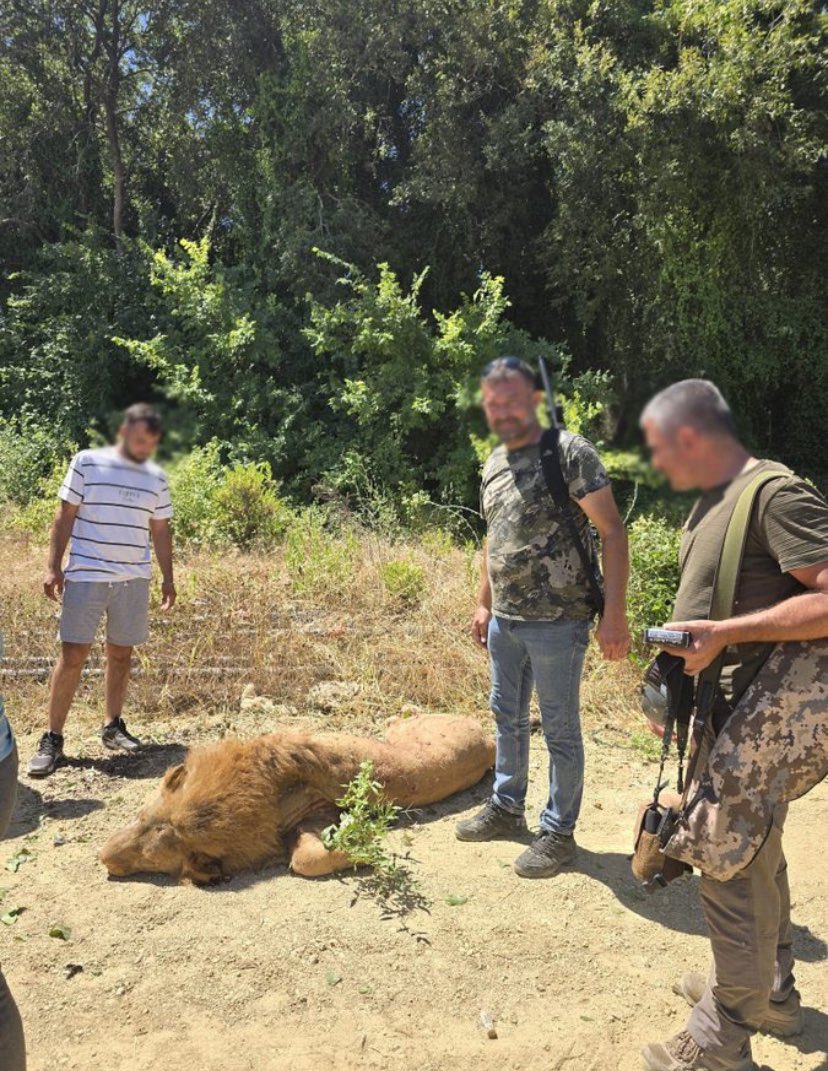 Zavallı Zeus. Yurdundan koparılıp getirilmiş, kafese tıkılmış! Et pahalı tabi yeterince beslenmemiş, aç kalmış, bir fırsatını bulup özgürlüğüne kaçmak istemiş, DKMP ya da başka yerden uzman Veteriner Hekim çağırmak ve bayıltmak yerine yok etmeye programlı bir bozuk zihniyet