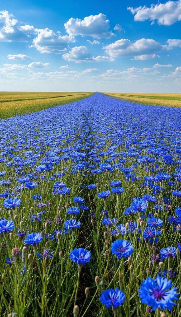 Good morning!🌤️🌷🍀
Wishing you a day full of joy and happiness!💕🌱🍄