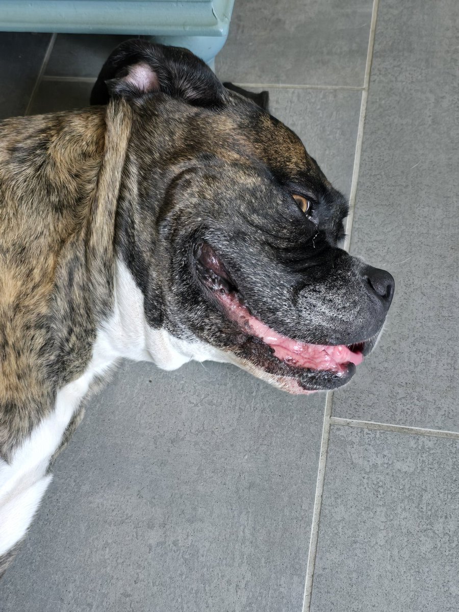Happy dog after a good walk 😊