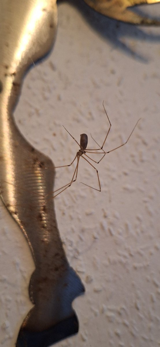 My new neighbour. She's ensconced on the sconce above my bed. 

I think she... body about 1cm long, legs huge.
<a href="/BritishSpiders/">BAS</a>