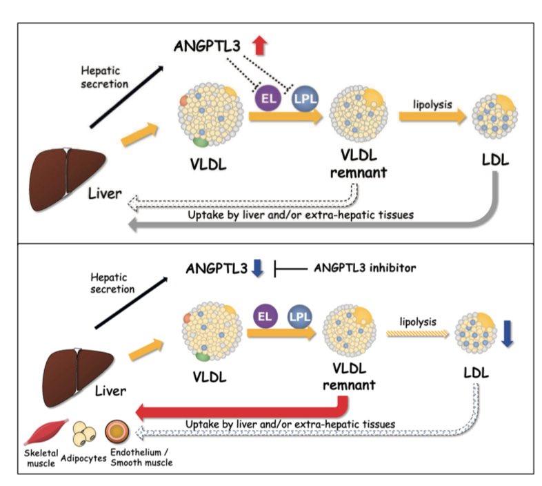 drpablocorral's tweet image. 🧬 A New Era in Lipid Management? ANGPTL3 as a Game-Changer
A great review by Fukami & Oike (J Atheroscler Thromb, 2025) explores the evolving therapeutic landscape targeting ANGPTL3, a key regulator of lipid metabolism.
1️⃣ ANGPTL3 inhibition lowers LDL-C and triglycerides…