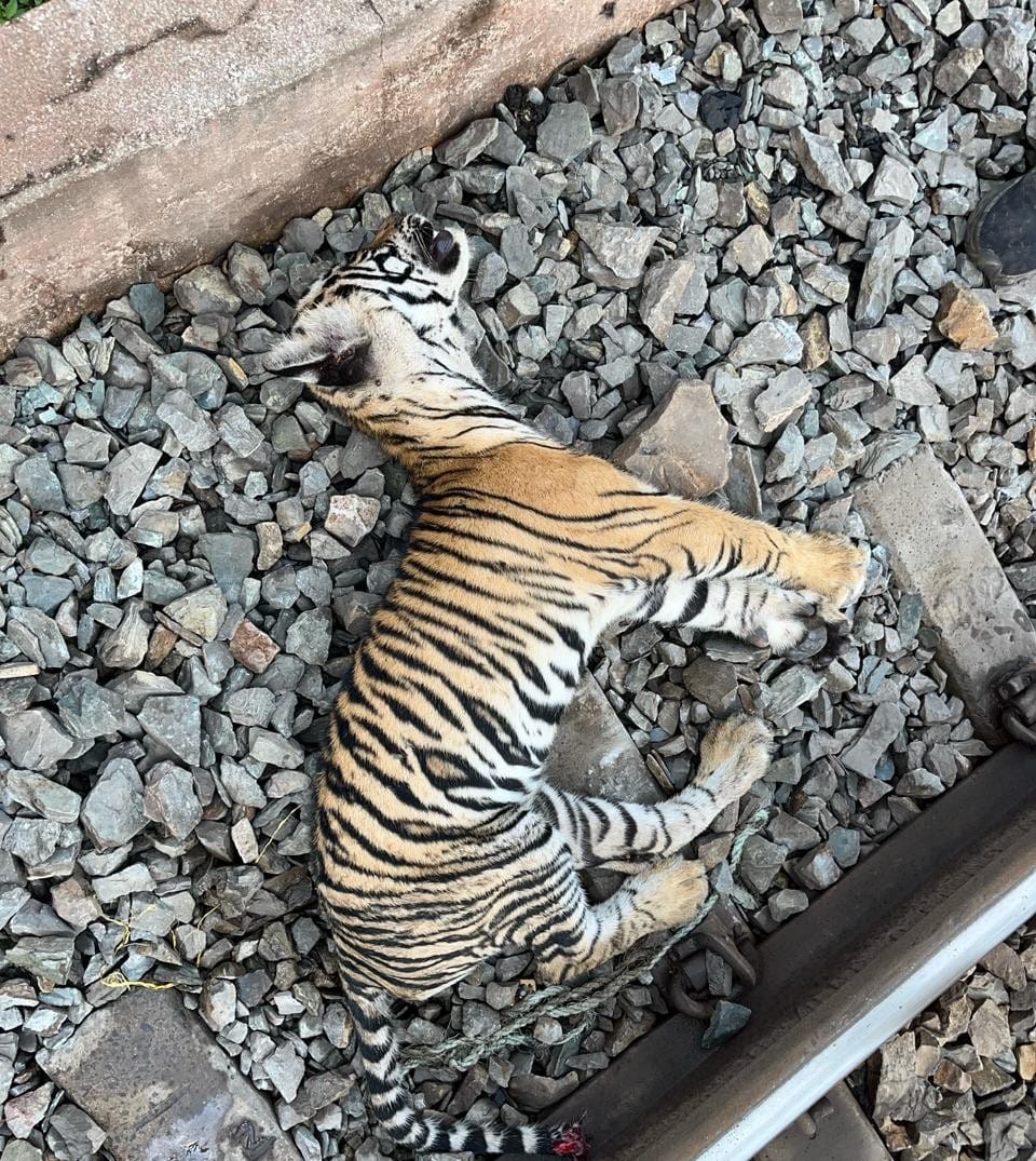 ajay dubey (@ajaydubey9) on Twitter photo मध्यप्रदेश
सतना वन मंडल के मझगवां रेंज के हजारा नाला के पास ट्रेन की टक्कर से 5 माह का बाघ का शावक घायल। वन विभाग की टीम मुकुंदपुर रेस्क्यू सेंटर में इलाज करेगी इसके पहले भी दिसंबर 2016 में ट्रेन से कटकर एक #बाघ की हुई थी मौत। #tiger
<a href="/CMMadhyaPradesh/">Chief Minister, MP</a> <a href="/ntca_india/">National Tiger Conservation Authority</a> मध्यप्रदेश
सतना वन मंडल के मझगवां रेंज के हजारा नाला के पास ट्रेन की टक्कर से 5 माह का बाघ का शावक घायल। वन विभाग की टीम मुकुंदपुर रेस्क्यू सेंटर में इलाज करेगी इसके पहले भी दिसंबर 2016 में ट्रेन से कटकर एक #बाघ की हुई थी मौत। #tiger
<a href="/CMMadhyaPradesh/">Chief Minister, MP</a> <a href="/ntca_india/">National Tiger Conservation Authority</a>