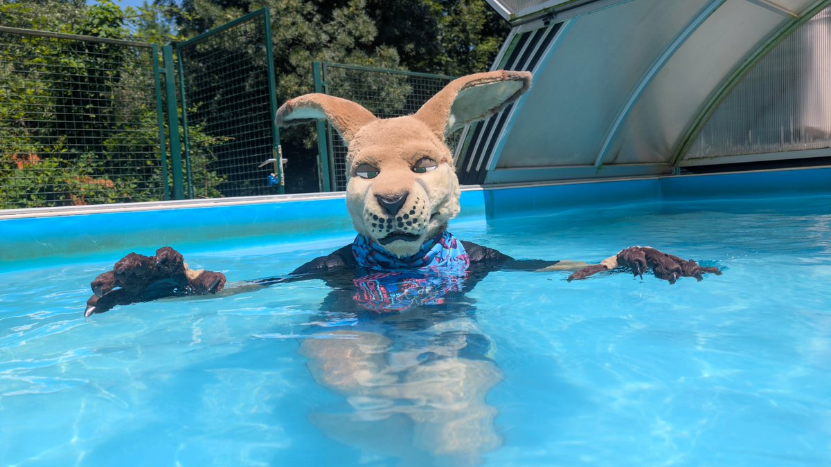 milvusbuteo's tweet image. Premium roo time! 
Photos: @ToraFurr18