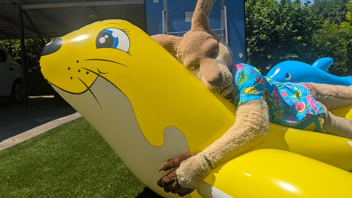 milvusbuteo's tweet image. Premium roo time! 
Photos: @ToraFurr18