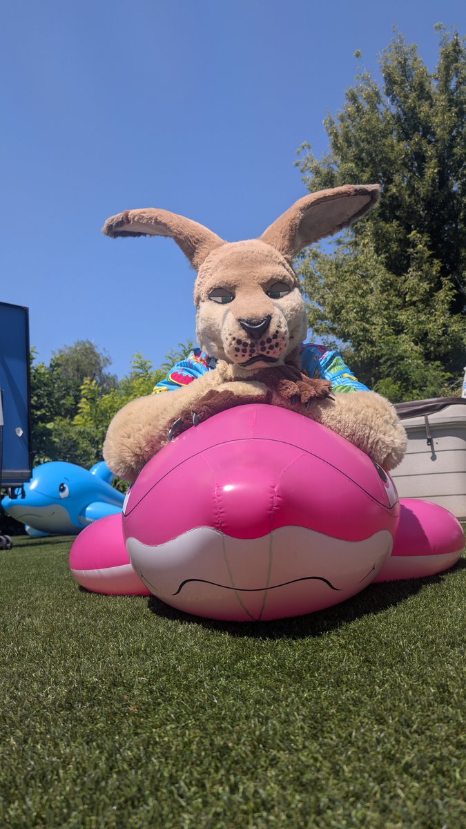 milvusbuteo's tweet image. Premium roo time! 
Photos: @ToraFurr18