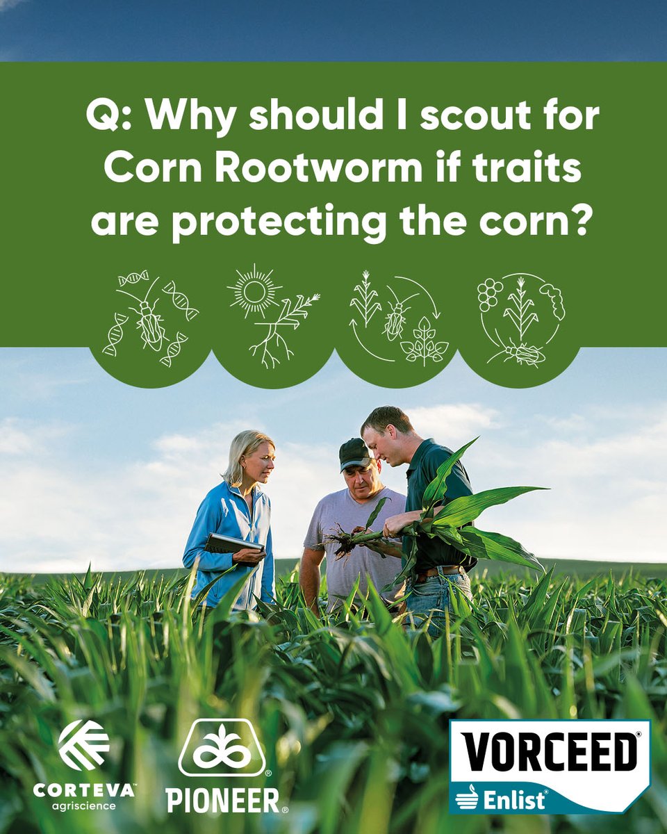 PioneerSeeds's tweet photo. Scouting for corn rootworm? 👀 
Here’s how to stay ahead of the pressure: https://t.co/GBwFzzjxcl

#CornRootworm #CRWManagement #PlantPioneer #VorceedEnlist https://t.co/Zjxx4sbYY1