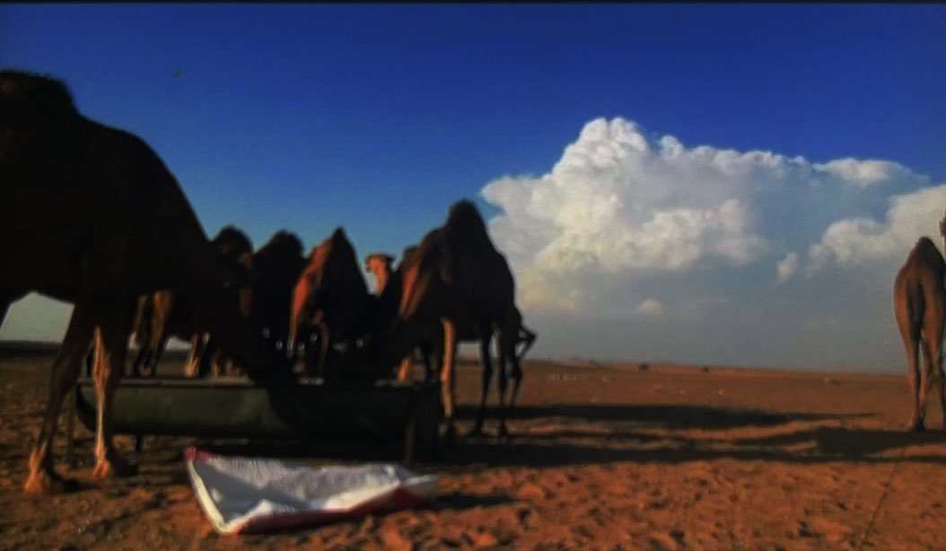 خلّوني أبعد عن الواقع وأعيش الخيال
مـع إنـي العاقـل اللي عايـشٍ واقعي :

#تصويري ⛈️🍂🐪