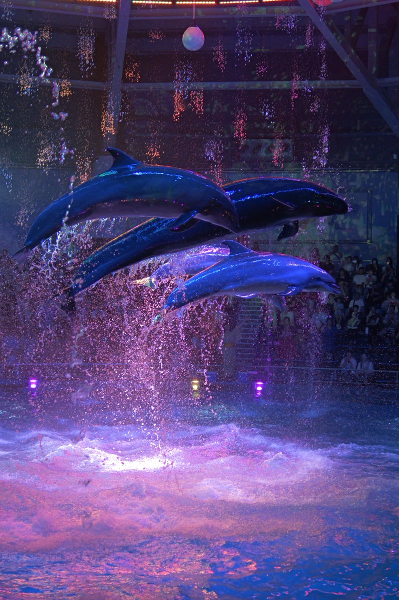 Nyama46042714's tweet image. 本日夜の部「瑠璃花火-Digital Fireworks-」、少し暗かったので明るさのみ調整と一部クロップ。RAW現像せずLUMIXのJPEG色味のままです。火曜か水曜の業務後にまた取りに行こうかな。
#LUMIX 
#GH7 
#LUMIXGH7 
#マクセルアクアパーク品川
#アクアパーク品川
#ドルフィンパフォーマンス