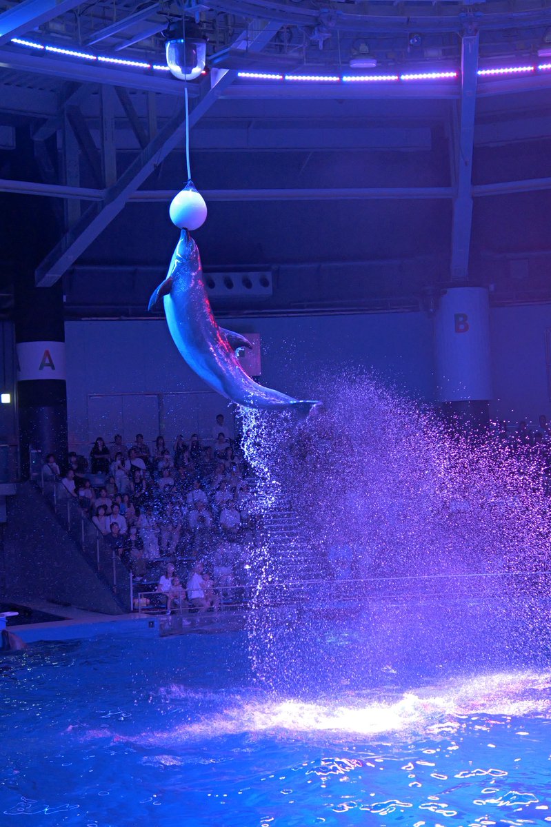 Nyama46042714's tweet image. 本日夜の部「瑠璃花火-Digital Fireworks-」、少し暗かったので明るさのみ調整と一部クロップ。RAW現像せずLUMIXのJPEG色味のままです。火曜か水曜の業務後にまた取りに行こうかな。
#LUMIX 
#GH7 
#LUMIXGH7 
#マクセルアクアパーク品川
#アクアパーク品川
#ドルフィンパフォーマンス