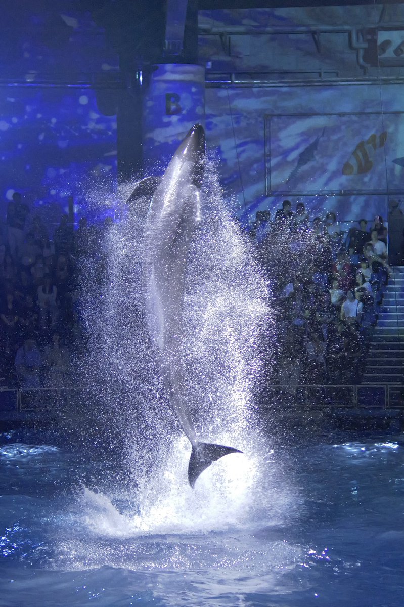 Nyama46042714's tweet image. 本日夜の部「瑠璃花火-Digital Fireworks-」、少し暗かったので明るさのみ調整と一部クロップ。RAW現像せずLUMIXのJPEG色味のままです。火曜か水曜の業務後にまた取りに行こうかな。
#LUMIX 
#GH7 
#LUMIXGH7 
#マクセルアクアパーク品川
#アクアパーク品川
#ドルフィンパフォーマンス