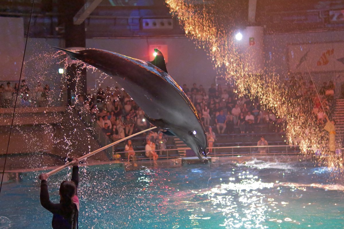 Nyama46042714's tweet image. 本日夜の部「瑠璃花火-Digital Fireworks-」、少し暗かったので明るさのみ調整と一部クロップ。RAW現像せずLUMIXのJPEG色味のままです。火曜か水曜の業務後にまた取りに行こうかな。
#LUMIX 
#GH7 
#LUMIXGH7 
#マクセルアクアパーク品川
#アクアパーク品川
#ドルフィンパフォーマンス