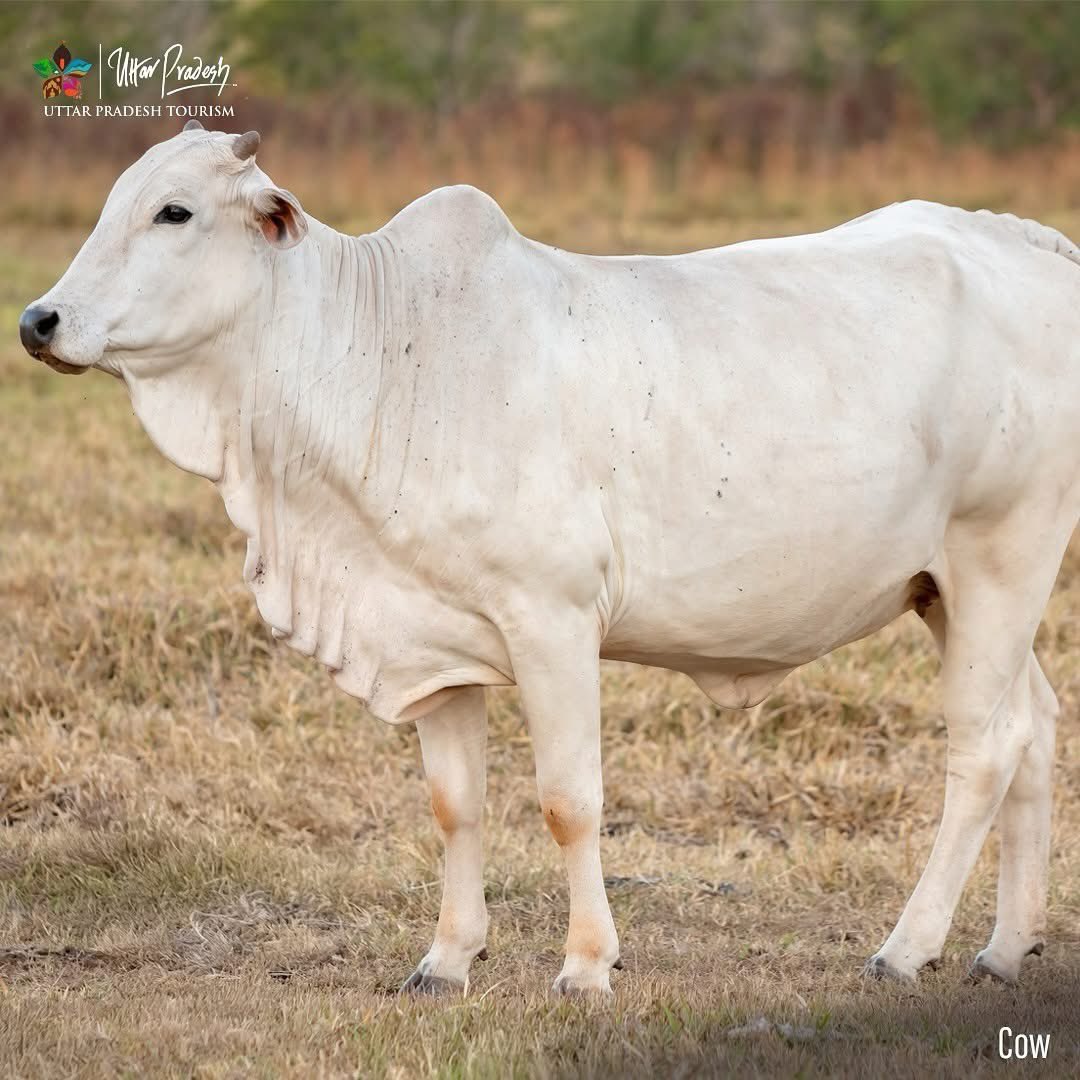 uptourismgov's tweet photo. The Calm #WhiteUP — Simple, Pure, and Gentle
Graceful and kind, the white cow carries a quiet sanctity that pulses through everyday life in Uttar Pradesh. A calm presence that reflects simplicity and a nurturing spirit.
#WhiteUP #Shade1
@narendramodi @myogiadityanath
@gssjodhpur @jaiveersingh099 @UPGovt @incredibleindia @MinOfCultureGoI @tourismgoi @MEAIndia @ChiefSecy_UP @MukeshMeshram