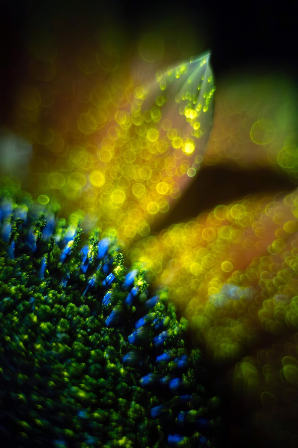 herbholzmann's tweet image. 📷 Detail of a sunflower in ultraviolet light
#sunflower
#macro
#ultraviolet
#UV