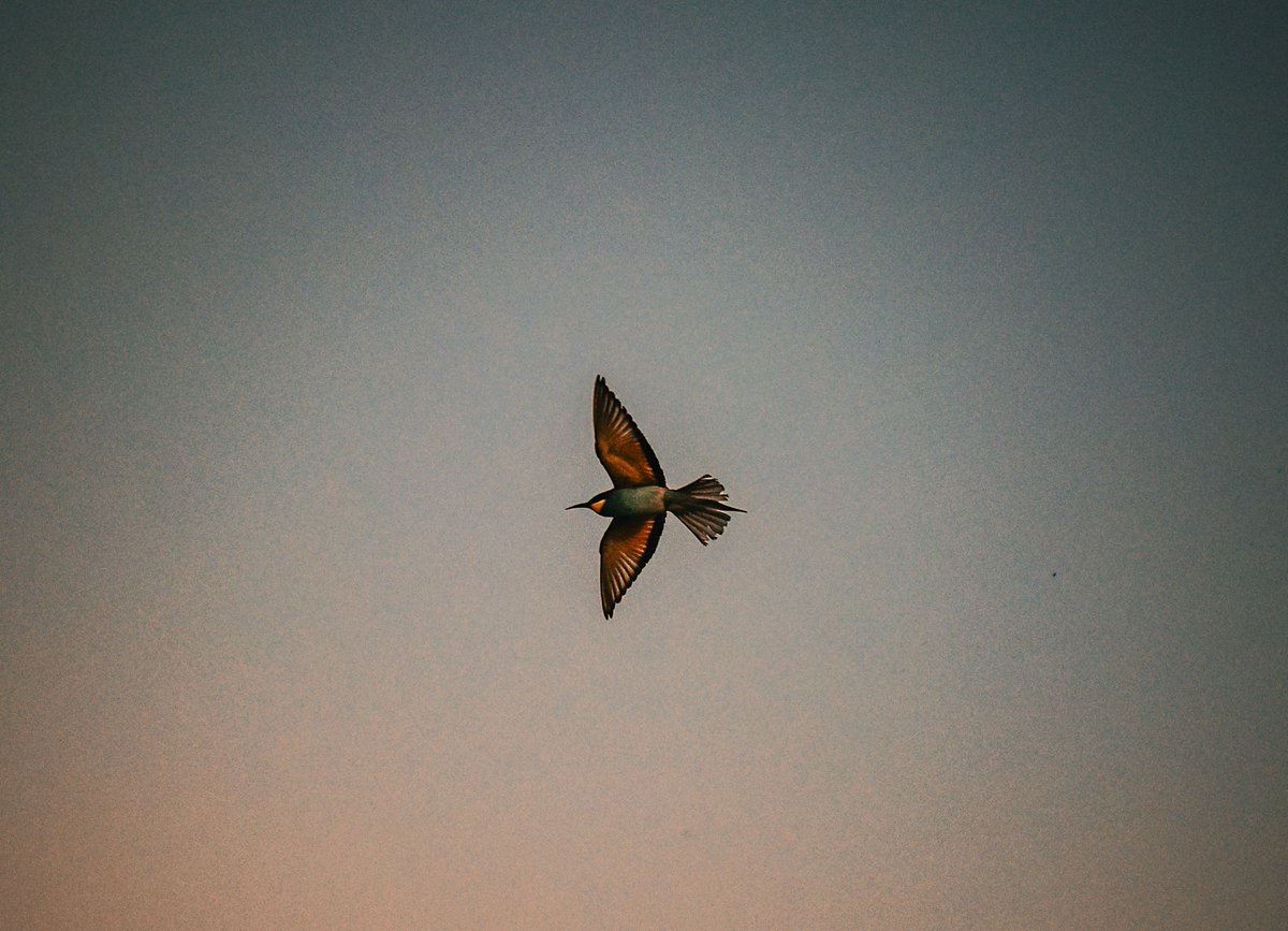 I have just collected "The Art of Flying" by <a href="/nft_clctr/">Elias_tnft 💎💎💎</a> on <a href="/objktcom/">objkt.com</a> objkt.com/tokens/KT1GFCV…