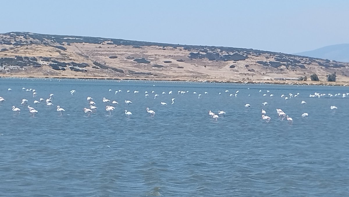 İzmir kuş cenneti📸