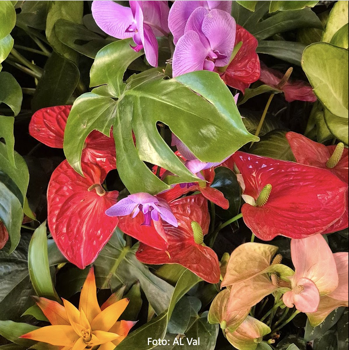 “Cores que inspiram”
Flores que misturam o vermelho vibrante, o rosa suave, o roxo delicado, o amarelo solar e o verde exuberante — um verdadeiro festival da natureza. Que esse colorido traga leveza, alegria e bons sentimentos para o seu fim de semana. Felicidade a todos!