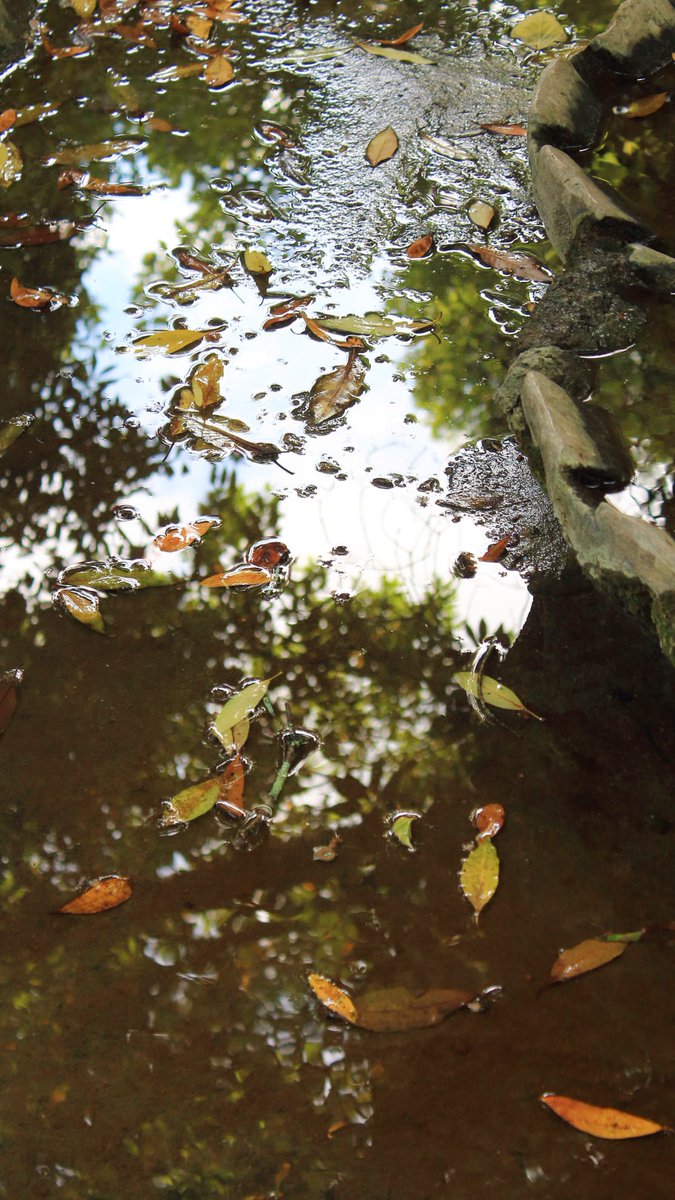 Let the poem be
man devoured by light
And let it be the hidden hedge of time
where you'll find insects and doubts
And no mystery more transparent
than life tidied and clean

By Lindolf Bell
Translated by R. Zenith