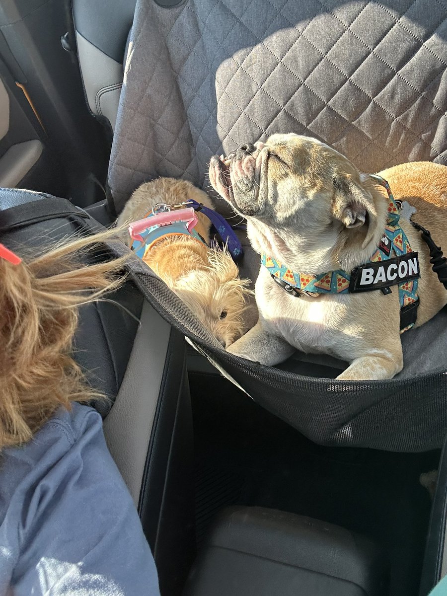 johnjohn_the's tweet image. Coming back from the dog bar yesterday. We had so much fun!!! And I was fighting falling asleep!!