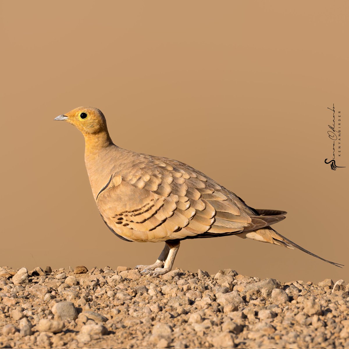 Kenyabirder's tweet image. Chestnut-bellied Sandgrouse in Isiolo