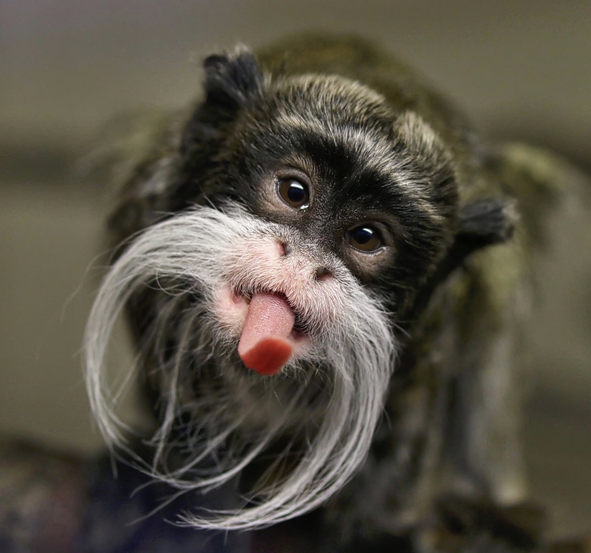 🤪

#DidYouKnow the emperor tamarin monkeys were first jokingly called "emperors" because of their long white mustaches!

#monkey #emperortamarin #wildlife