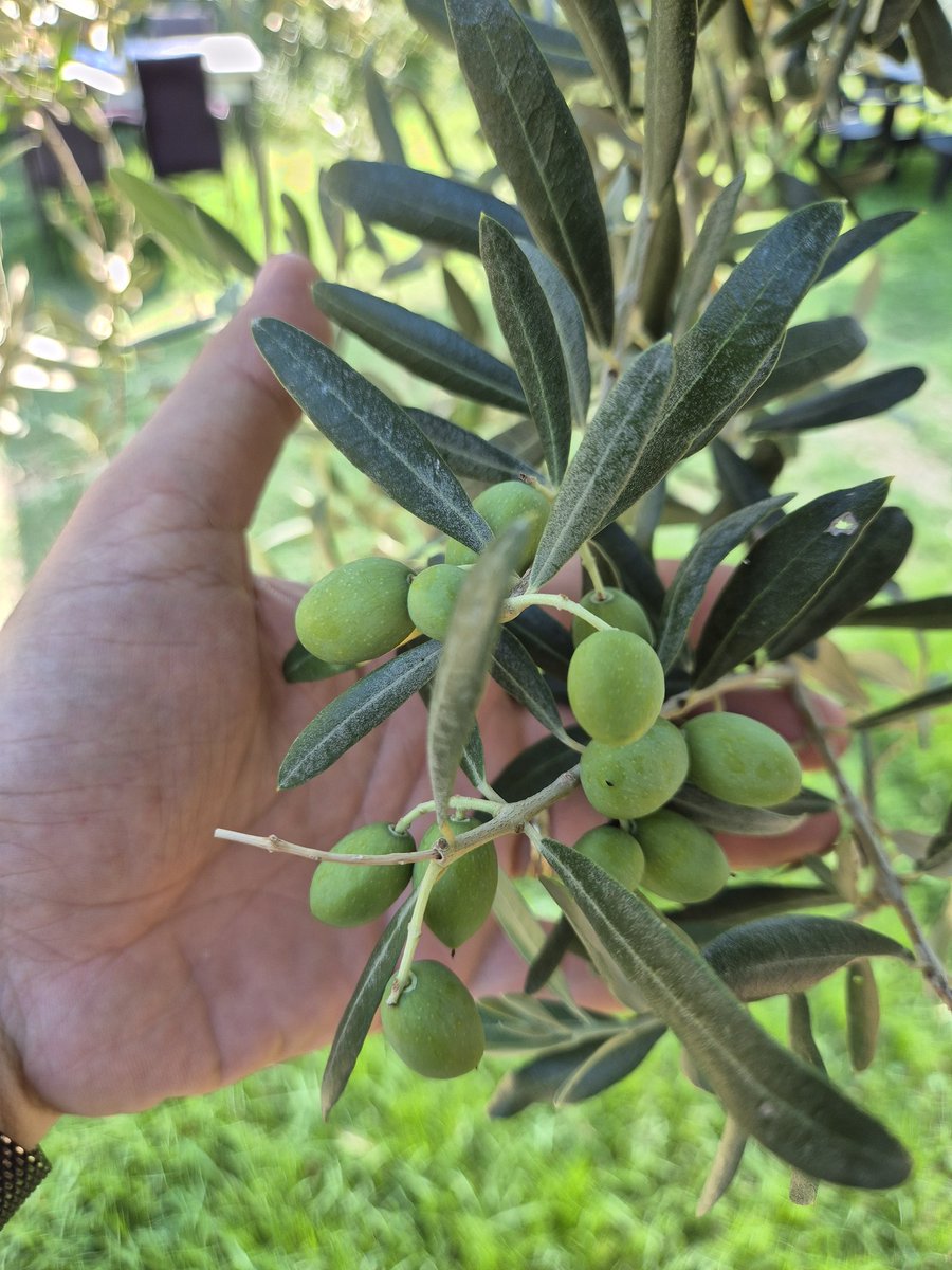 Ekinler baş vermeden kör buzağı topallamazmış . #zeytin