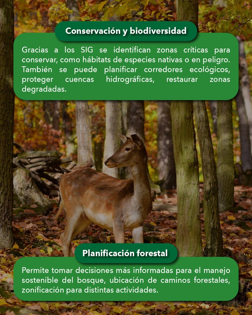 ESRIChile's tweet image. Hoy, 6 de julio, celebramos el #DíaDelÁrbol 🌳 destacando cómo los Sistemas de Información Geográfica (#SIG) son una poderosa herramienta que puede ayudar a la protección de los #bosques y la gestión forestal sostenible 🍃