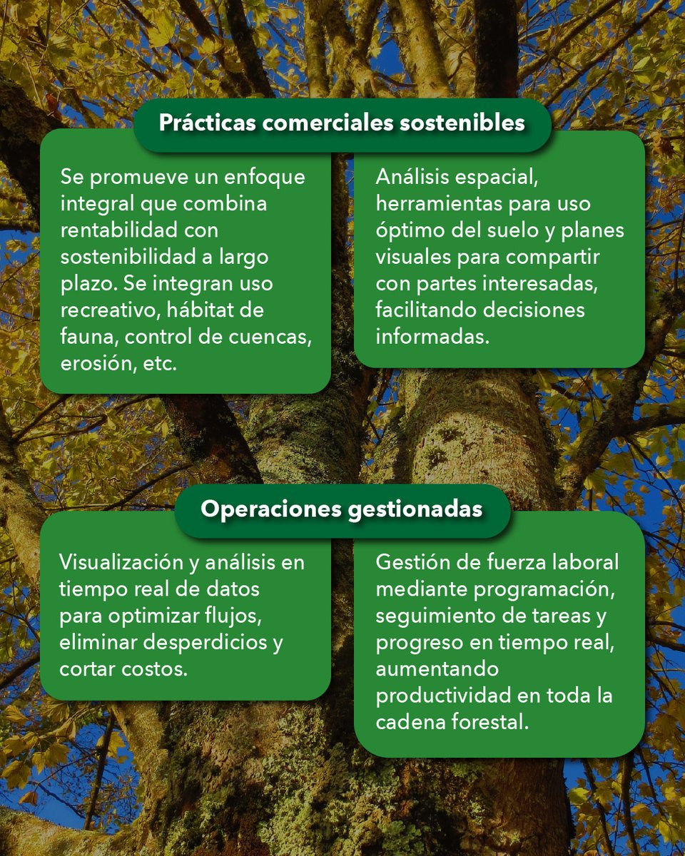 ESRIChile's tweet image. Hoy, 6 de julio, celebramos el #DíaDelÁrbol 🌳 destacando cómo los Sistemas de Información Geográfica (#SIG) son una poderosa herramienta que puede ayudar a la protección de los #bosques y la gestión forestal sostenible 🍃