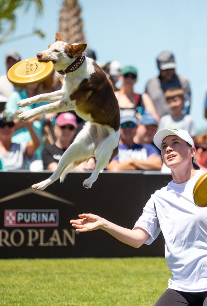 brucearector's tweet image. Watch NBC Sports today at 3PM ET for the Purina Pro Plan #IncredibleDogChallenge Eastern Regionals held in Clearwater. You’ll see some amazing dogs competing in our beautiful waterfront Coachman Park and lots of Tampa Bay dog lovers cheering them on. #ClearwaterShines #welovedogs