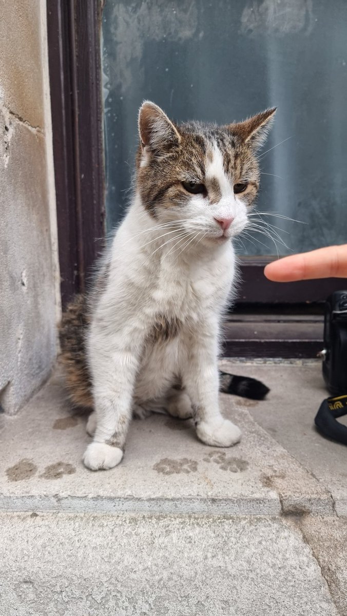 Justin Ng (@justin_ng) on Twitter photo No fingers were harmed by <a href="/Number10cat/">Larry the Cat</a> during the taking of this photo. Snacks, on the other hand, were handed over. No fingers were harmed by <a href="/Number10cat/">Larry the Cat</a> during the taking of this photo. Snacks, on the other hand, were handed over.