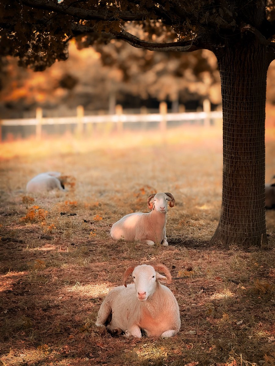 CalusLAW's tweet photo. 2207

https://t.co/60GfIG0OIN

#ShotOniPhone #iPhoneで撮影 @apple #London #UK #Sheep #MudchuteParkAndFarm #England #UnitedKingdom #英国 https://t.co/HdxTdY1axC