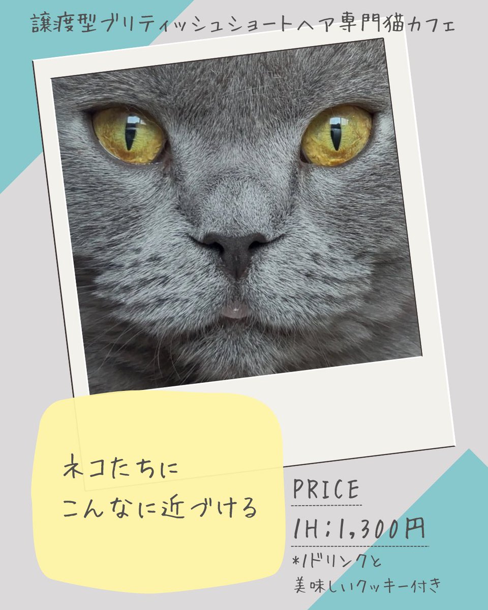 AYaKT0707's tweet image. 今日行った猫カフェ🐈を
勝手にPR♡
癒されました♡

#webデザイン 
#猫カフェ
#ブリテッシュショートヘア
#猫好きさんと繋がりたい 
#飼ってるのは犬