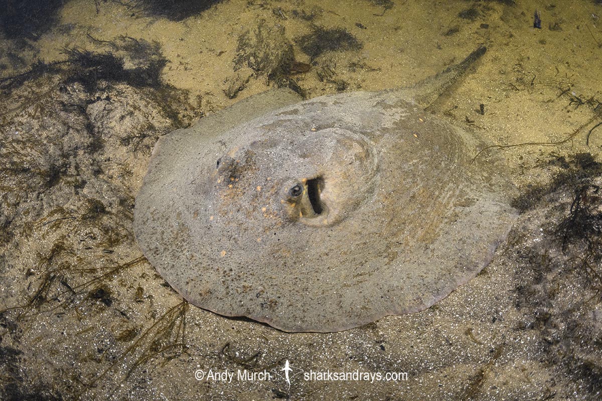 BigFishTrips's tweet image. Amanda’s River Stingray (Potamotrygon amandae) added to the Shark and Ray Database:
sharksandrays.com/amandas-river-…