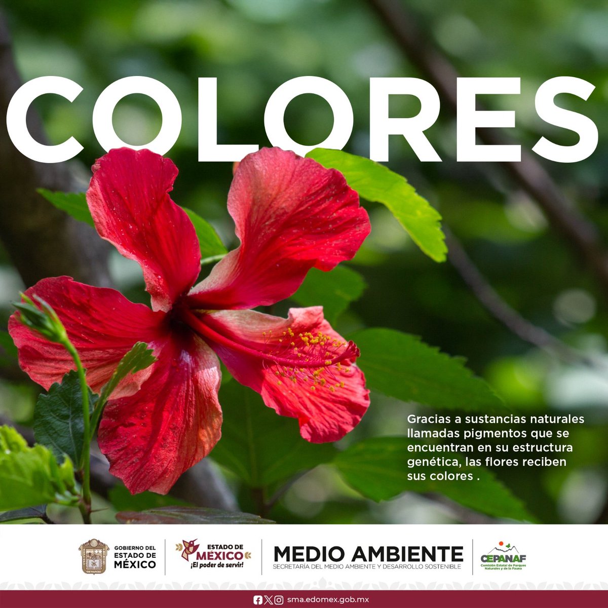 🌸 ¿Por qué las flores tienen colores tan llamativos?
Gracias a pigmentos como la clorofila, carotenoides y antocianinas, las flores muestran colores vivos que ayudan a atraer polinizadores 🐝🦋, esenciales para su reproducción 🌱✨. ¡La naturaleza usa el color como estrategia!