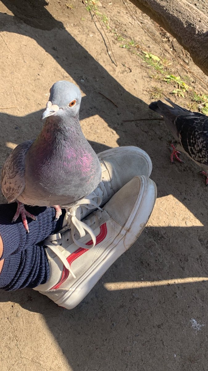 ほら、この子、鳩ちゃん🐦( '-' 🐦 )ﾎﾟｯﾎﾟﾁｬﾝ