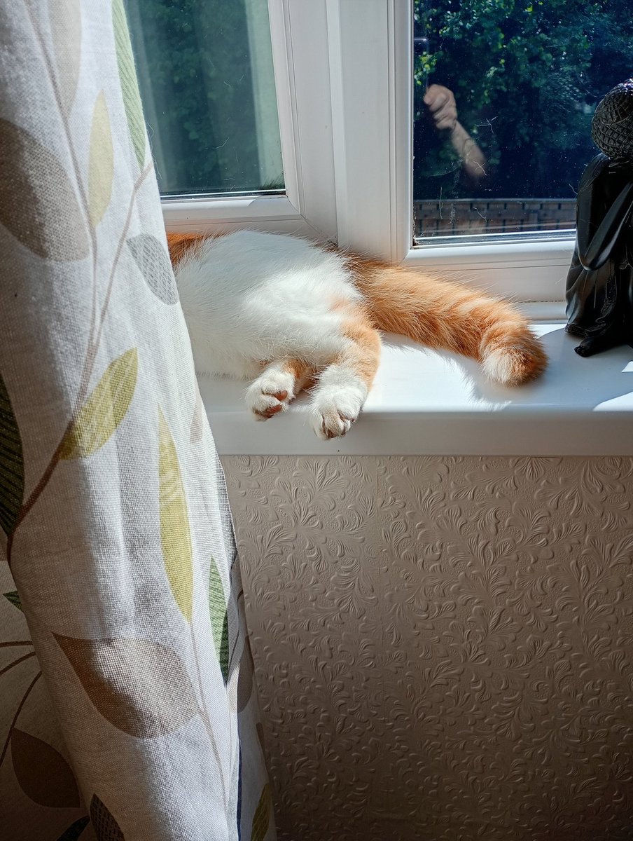 I'm hiding behind the curtain because mammy's cross with me. I stuck my nails up her nose and made it bleed when she was hugging me. Neo's sorry mammy 😂😂 honest 🐽👃