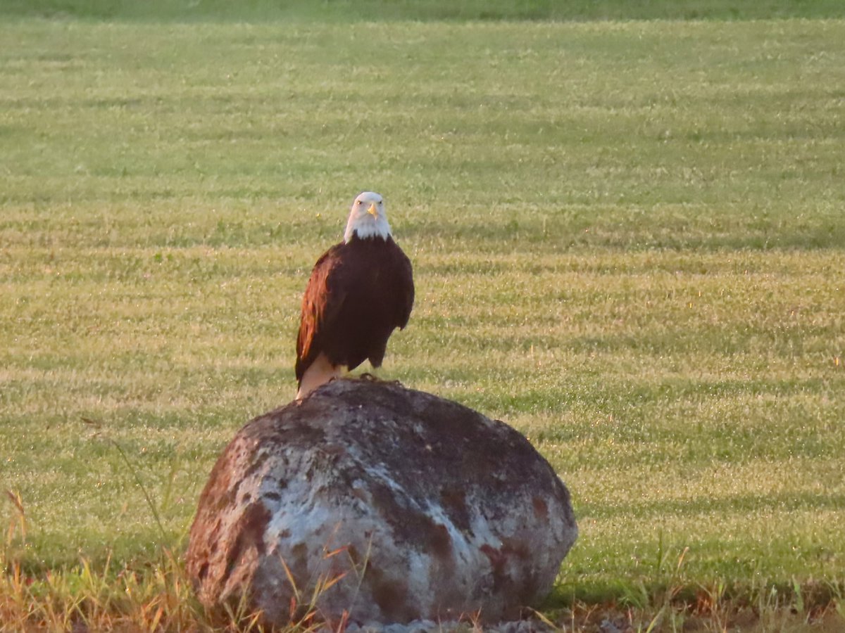Our patriotic visitor has been stopping in at our pond in the mornings now, before 9am. Seen him on the 4th of July (posted that pic Friday), and here's a couple of pics from yesterday (pics 1&amp;2) and this morning (3&amp;4). He sits out there for about a 1 hr, 1 1/2.
#America🇺🇸