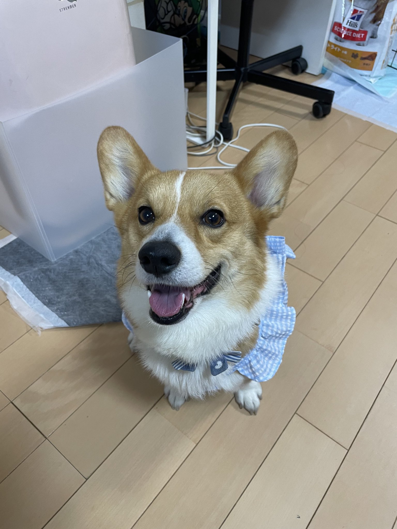 コーギー Rieko on X: 