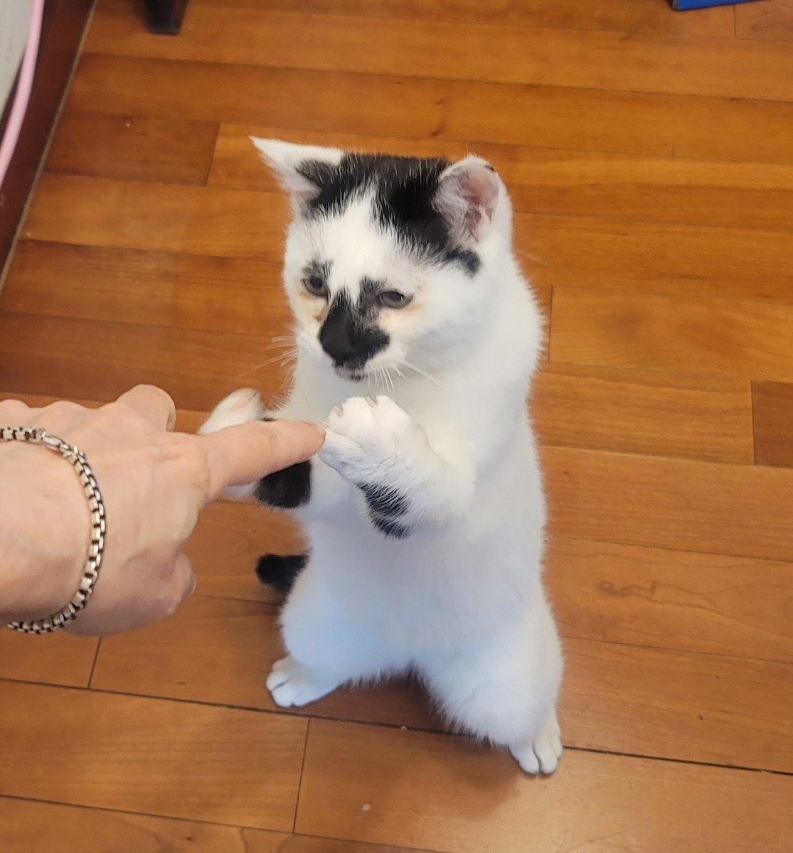 세상에 유일무이한 하리보 고양이
약콩이가 가족을 찾고 있어요!
한눈에 반하게 되는
매력적인 페이스의 약콩이를 입양하세요

알약도 숑숑 잘먹는 갓냥이 약콩🐱이에요